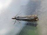 Smalstreknebbmott (Crambus lathoniellus)