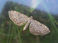 Engdvergmåler (Eupithecia satyrata)