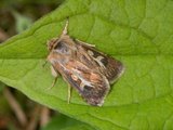 Gressmarkfly (Cerapteryx graminis)