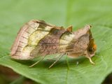 Større båndmetallfly (Diachrysia chrysitis)