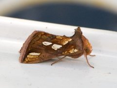 Langstreket metallfly (Plusia festucae)