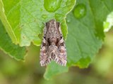 Busklundfly (Lacanobia thalassina)