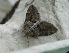 Spruce Carpet (Thera variata)