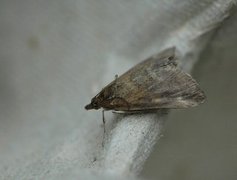 Straw-barred Pearl (Pyrausta despicata)