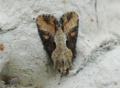 Double Lobed (Lateroligia ophiogramma)