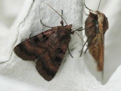 Square-spotted Clay (Xestia stigmatica)