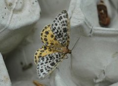 Spotted Beauty (Arichanna melanaria)