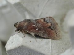 Pine Lappet (Dendrolimus pini)