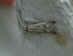 Dotted Shade (Eana osseana)