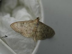 Mother of Pearl (Patania ruralis)