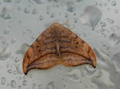 Dusky Hook-tip (Drepana curvatula)