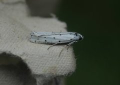 Thistle Ermine (Myelois circumvoluta)