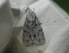 Grey Dagger (Acronicta psi)