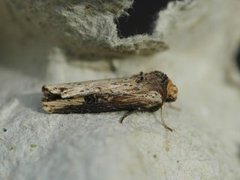 Flame (Axylia putris)
