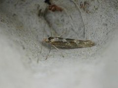 Sallow Argent (Argyresthia pygmaeella)