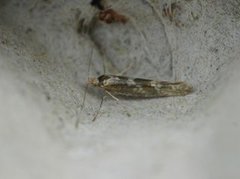 Argyresthia pygmaeella