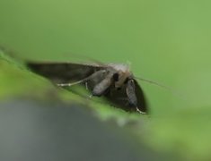 Gråbrunt viftefly (Herminia tarsipennalis)