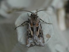 Archer's Dart (Agrotis vestigialis)