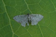Scallop Shell (Rheumaptera undulata)