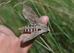 Convolvulus Hawk-moth (Agrius convolvuli)