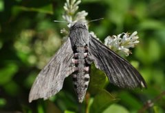 Convolvulus Hawk-moth (Agrius convolvuli)
