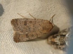 The Uncertain (Hoplodrina octogenaria)