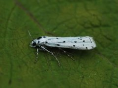Thistle Ermine (Myelois circumvoluta)