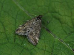 Straw-barred Pearl (Pyrausta despicata)
