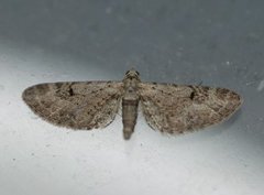 Gjeldkarvedvergmåler (Eupithecia pimpinellata)