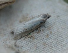 Dotted Shade (Eana osseana)