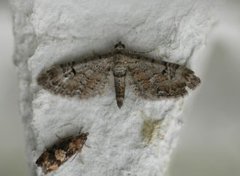 Gjeldkarvedvergmåler (Eupithecia pimpinellata)