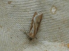 Dotted Shade (Eana osseana)