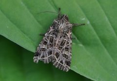 Nettnellikfly (Sideridis reticulata)