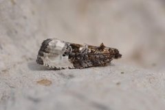 Marbled Orchard Tortrix (Hedya nubiferana)