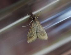 Rusty-dot Pearl (Udea ferrugalis)
