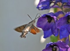 Hummingbird Hawk-moth (Macroglossum stellatarum)