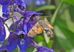 Hummingbird Hawk-moth (Macroglossum stellatarum)