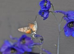 Hummingbird Hawk-moth (Macroglossum stellatarum)