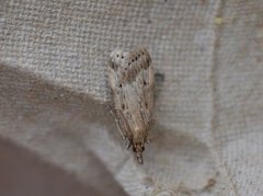 Marsh Grey (Eudonia pallida)