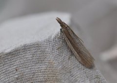 Sandhill Knot-horn (Anerastia lotella)