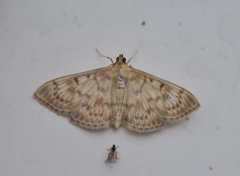 Mother of Pearl (Patania ruralis)