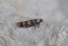 Mouse-ear Groundling (Caryocolum fraternella)