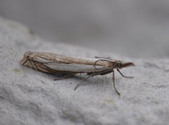 Grass-veneer (Crambus pascuella)