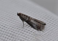 Rognesmalmott (Acrobasis advenella)