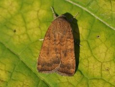 Least Yellow Underwing (Noctua interjecta)