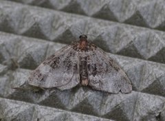 Barred Carpet (Martania taeniata)