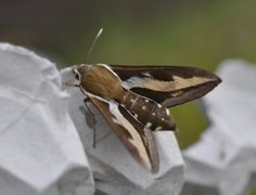 Bedstraw Hawk-moth (Hyles gallii)