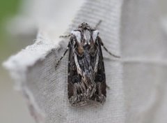 Archer's Dart (Agrotis vestigialis)