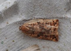Pine Tortrix (Archips oporana)