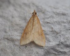 Rusty-dot Pearl (Udea ferrugalis)